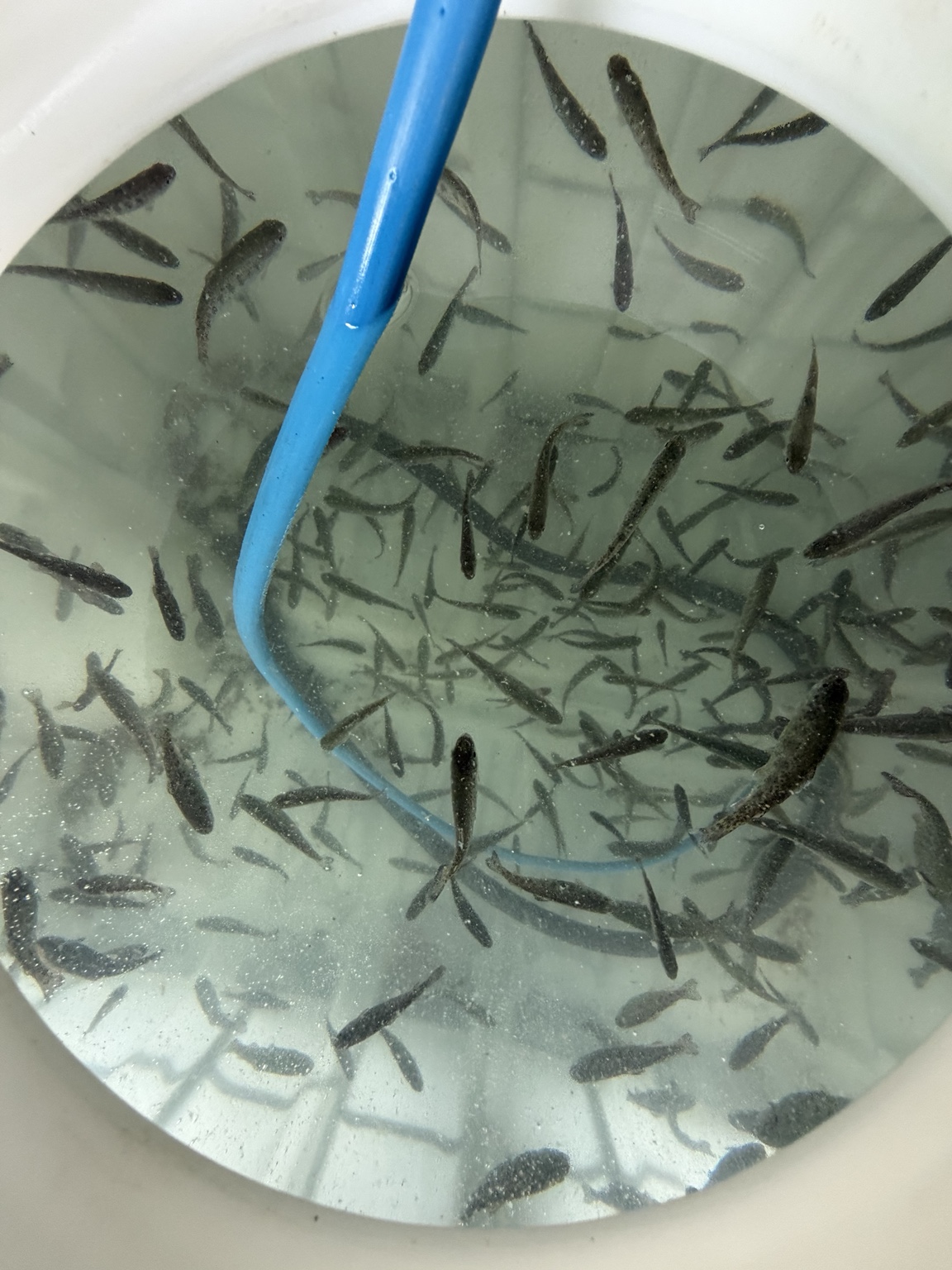 Jungfische beim Transport